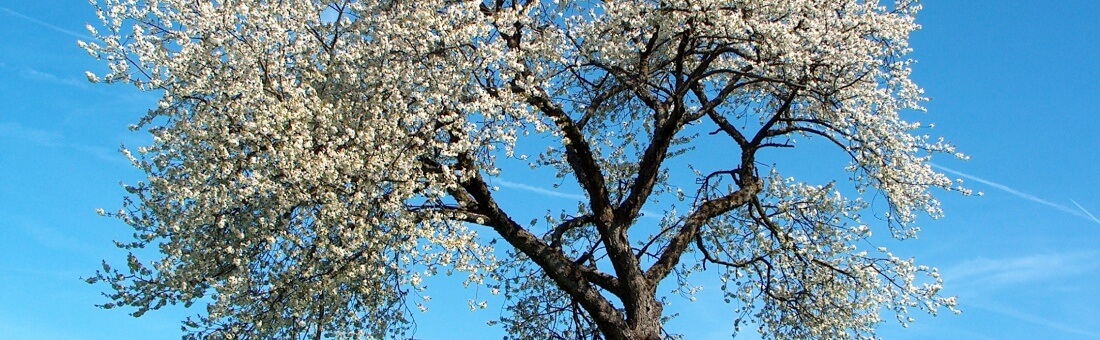 Magoosh Student Happiness Report — March 2014